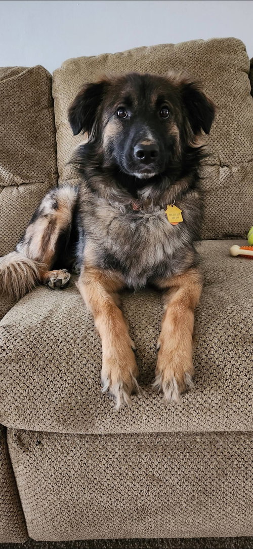 picture of the dog needing adoption