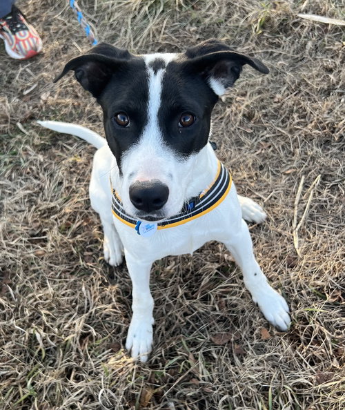 picture of the dog needing adoption