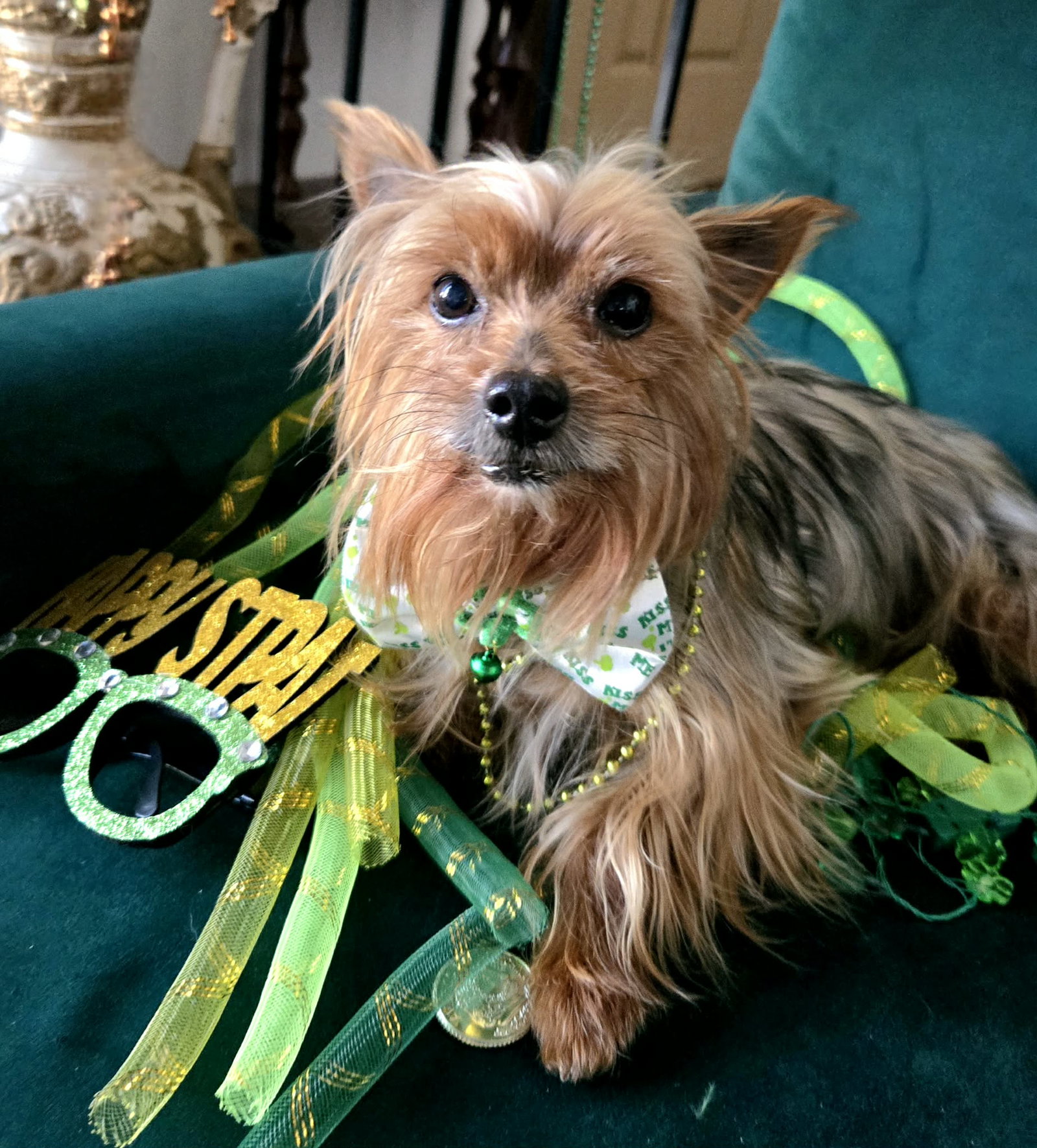 Terrier