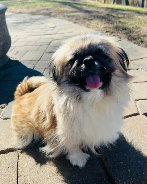 Summer, an adoptable Pekingese in Belleuve, NE