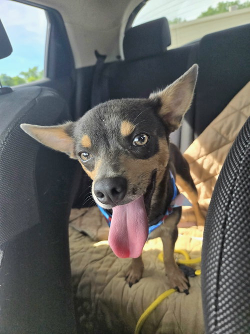 Gummy Bear, an adoptable Chihuahua in Belleuve, NE