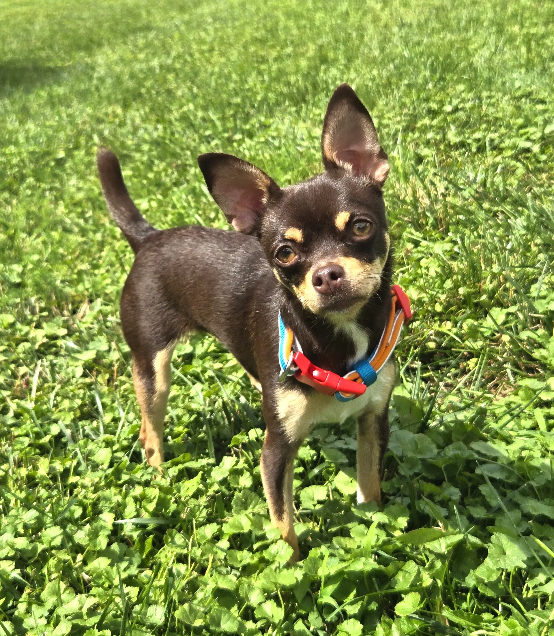 Piper - Chihuahua