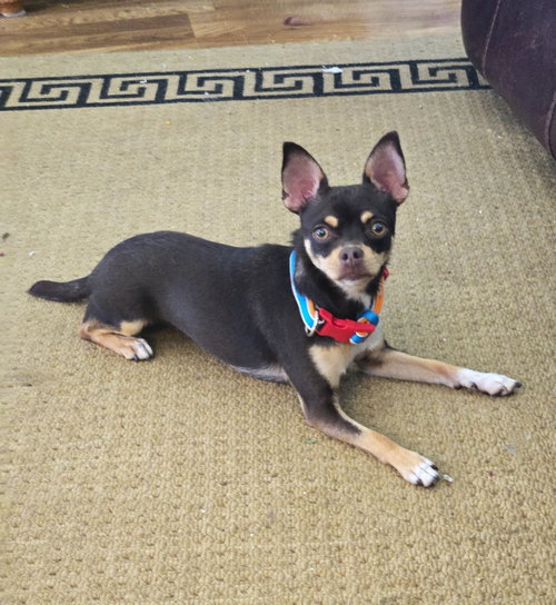 Piper photo 2