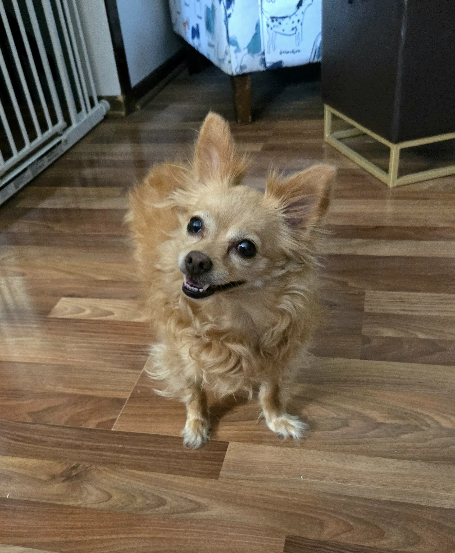 Agnes - Chihuahua