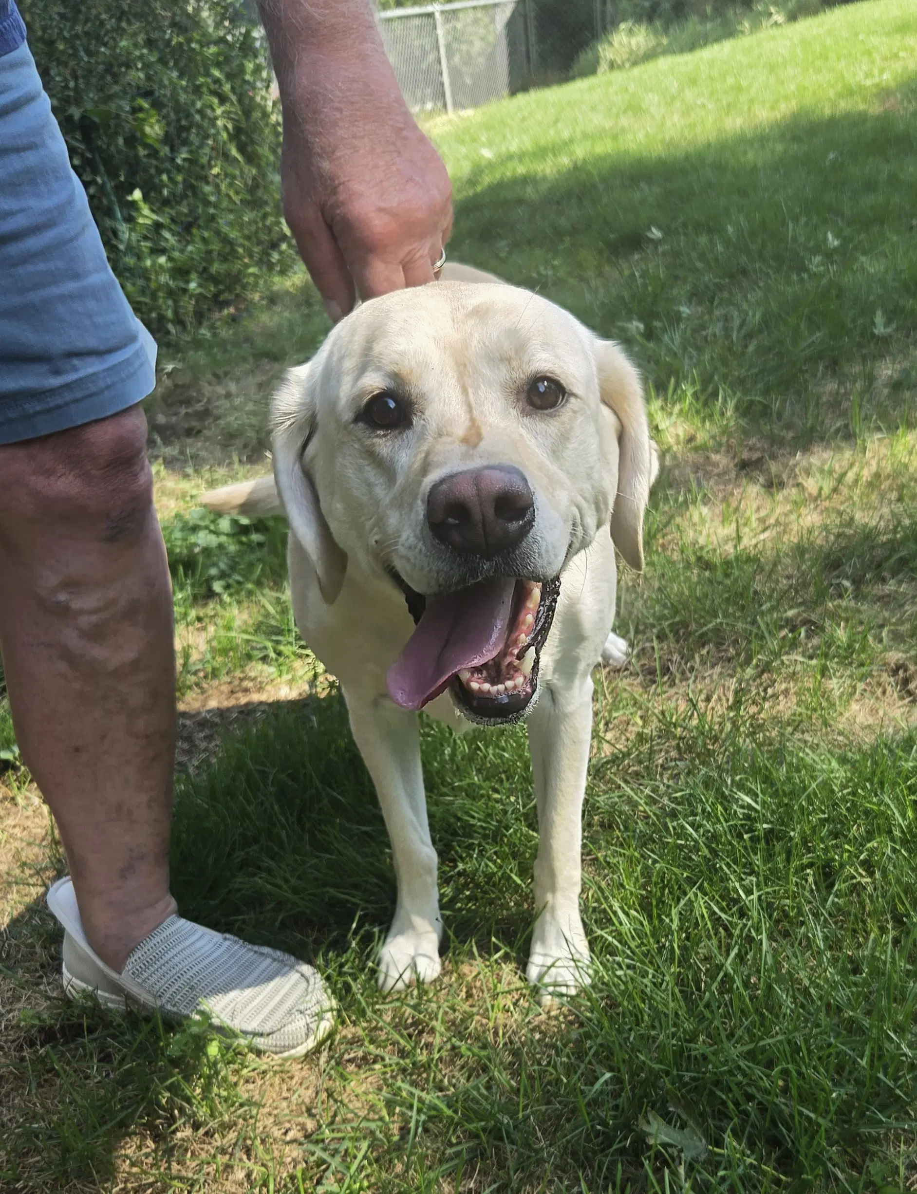 Betty - Yellow Labrador Retriever