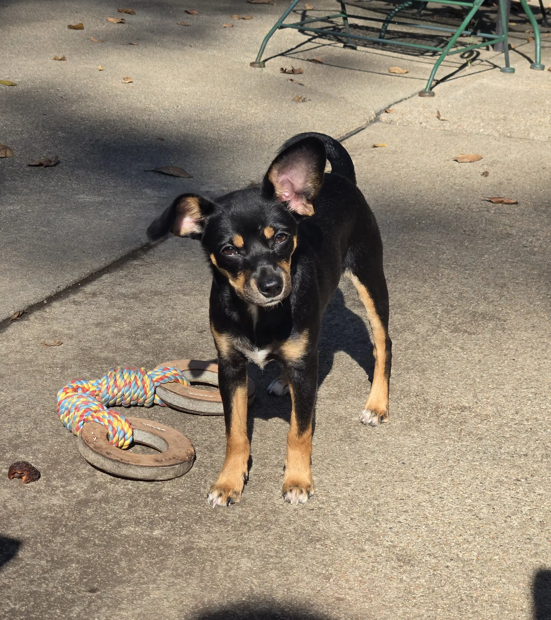 Raven - Miniature Pinscher