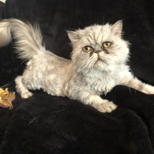 Dexter Persian