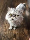 Dexter Persian