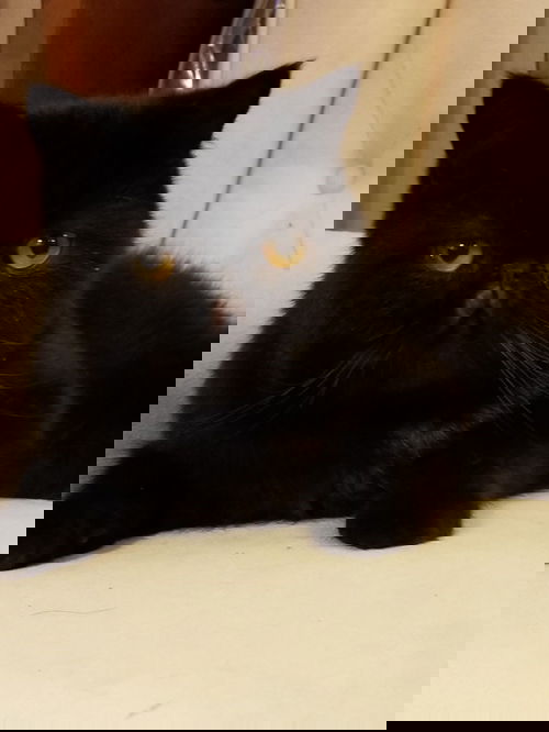 Bynx