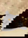 Bynx