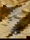 Molli