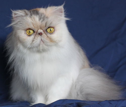 Miss Priss FKA Rockette