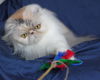 Miss Priss FKA Rockette