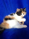 Melody