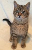 Bowie