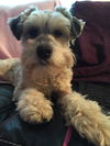 Mily