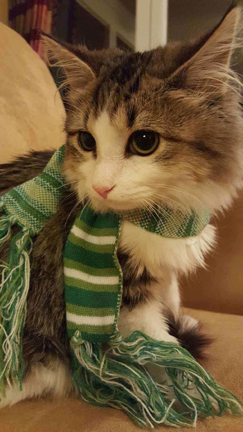 Louie