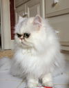 Lola 21