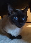 Bonnie Blue