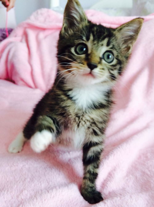 Mittens