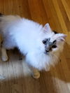 Sweetie Petey