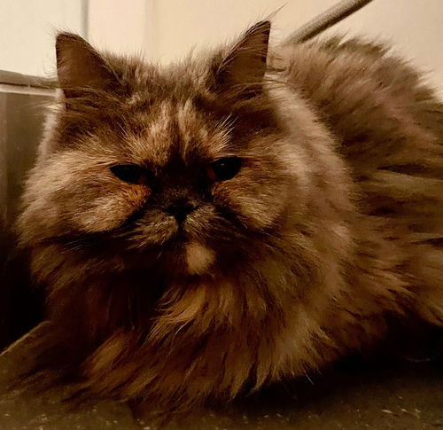 Sophie Persian