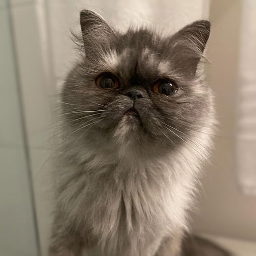 Tessa Persian