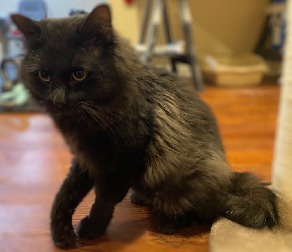 Cats for Adoption in Lebanon, Tennessee Alpha Paw