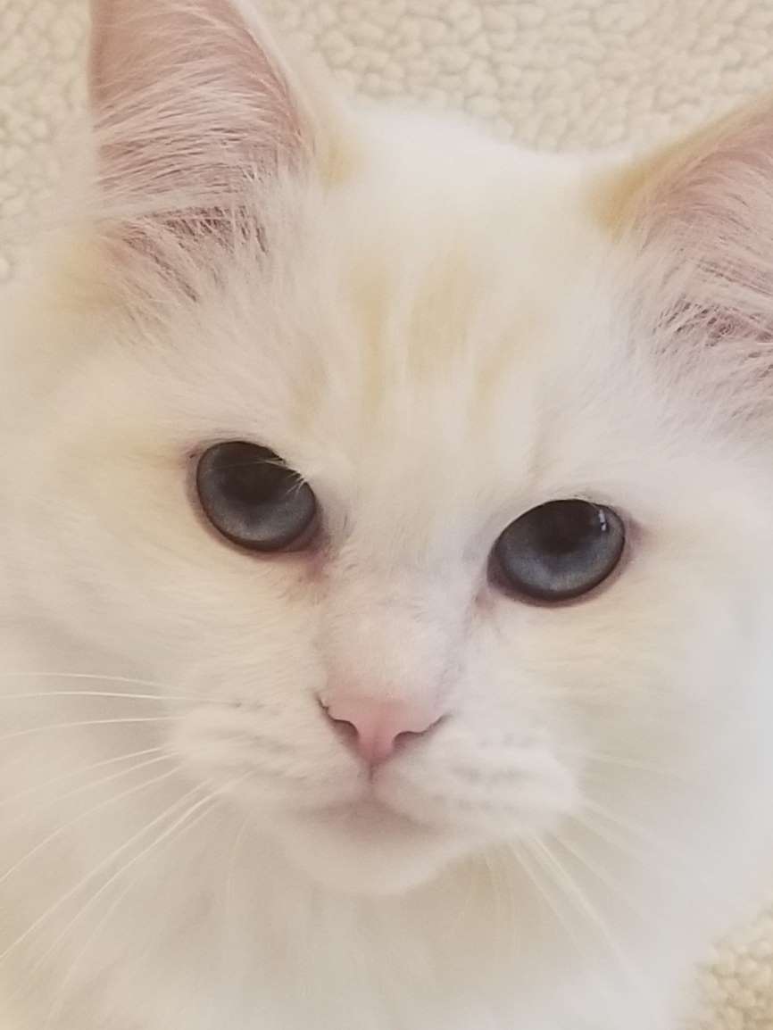 Cat adoption in Nashville, TN 37215 Ragdoll (long coat) Cat "Lola 23"