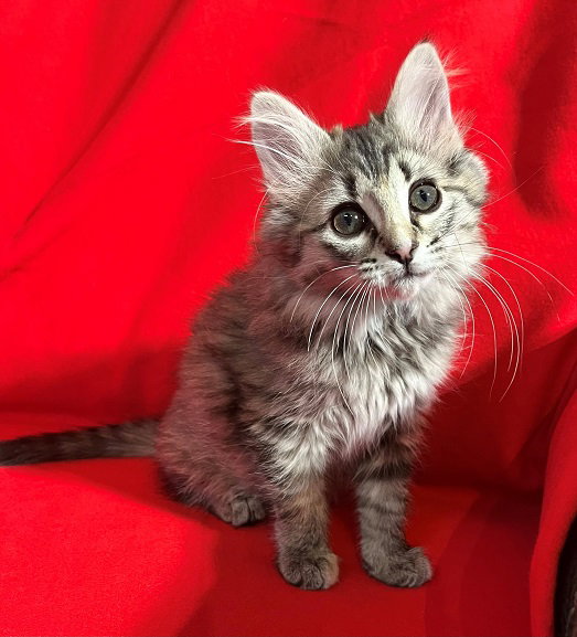 Cats for Adoption in Simpson County, Kentucky Alpha Paw