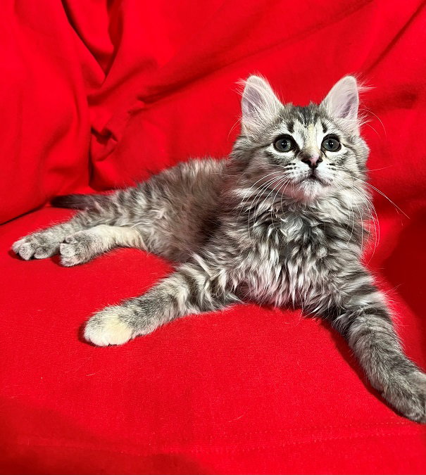 Cats for Adoption in Simpson County, Kentucky Alpha Paw