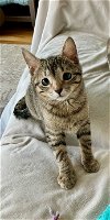 adoptable Cat in nashville, TN named Snooki