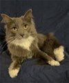adoptable Cat in nashville, IL named Ibram