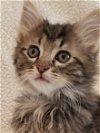 adoptable Cat in nashville, TN named Chico Marx