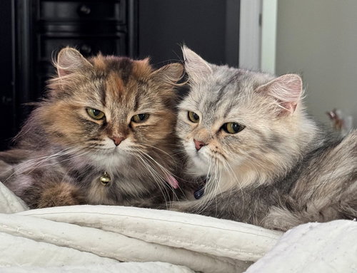 Eva Persian, an adoptable Persian in Nashville, TN