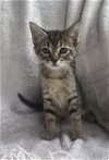 adoptable Cat in nashville, IL named Stephen Baldwin