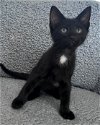 adoptable Cat in nashville, IL named Daniel Baldwin