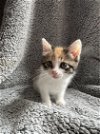 adoptable Cat in nashville, IL named Daphne Bridgerton