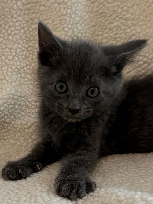 adoptable Cat in Nashville, TN named Turner