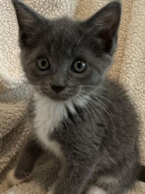 adoptable Cat in Nashville, TN named Taylor