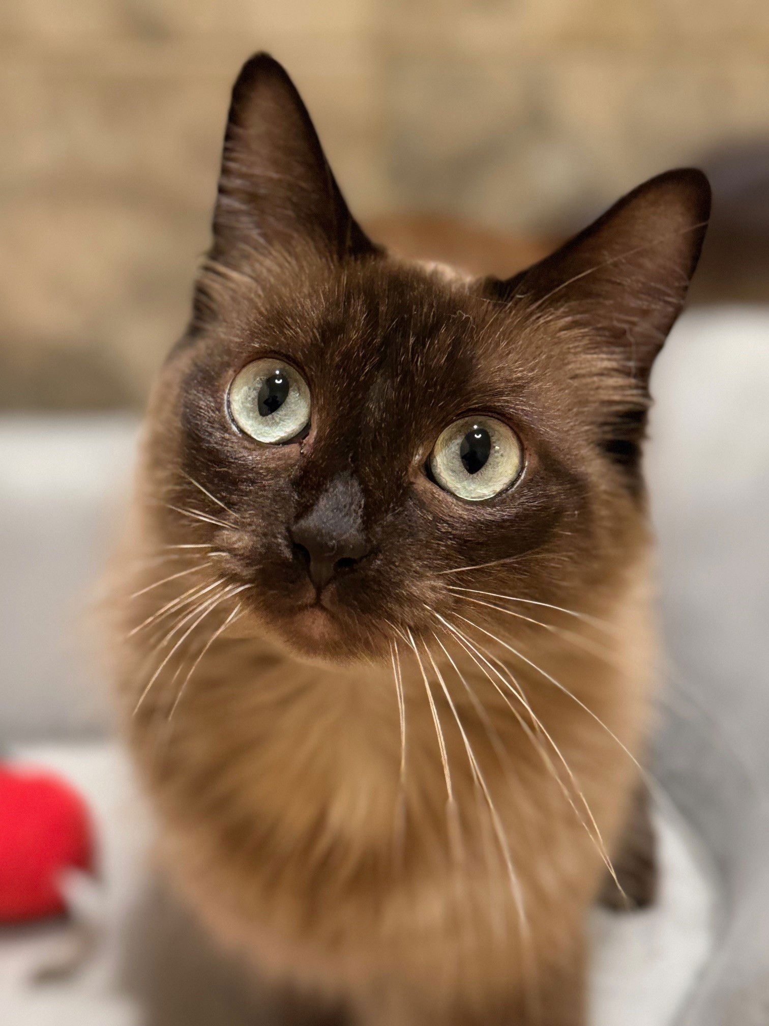 adoptable Cat in Nashville, TN named Luna Sky