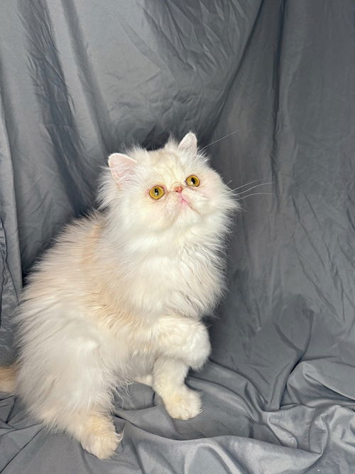 Butter Bean (Persian)