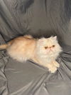 Butter Bean (Persian)