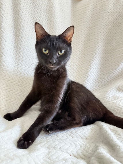 picture of the cat needing adoption