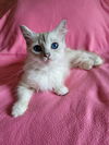 Purrsia