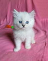 Sully