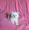 Sully