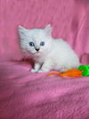 Sully