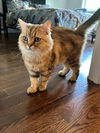 Remington