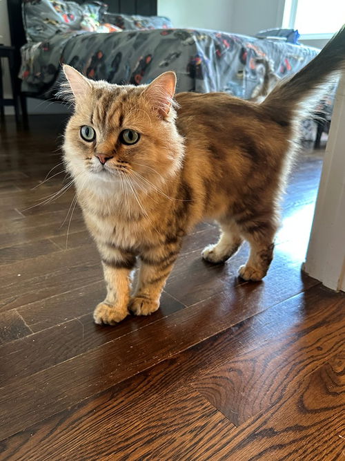 Remington